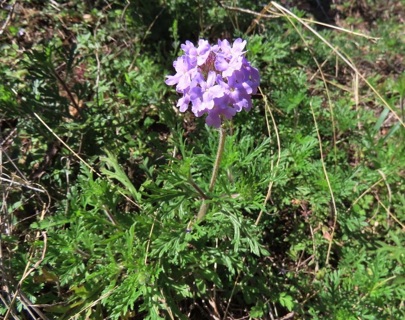 Prairie Verbena Prairie Verbena