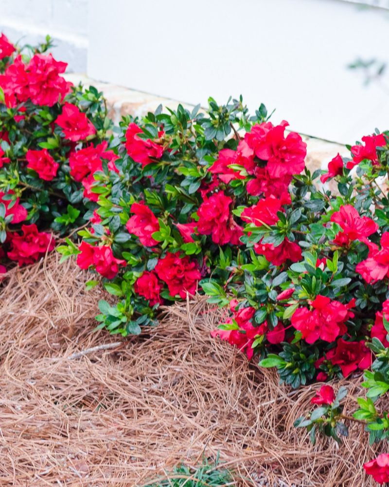 Pre-winter care supports azaleas but cannot promise spring blooms