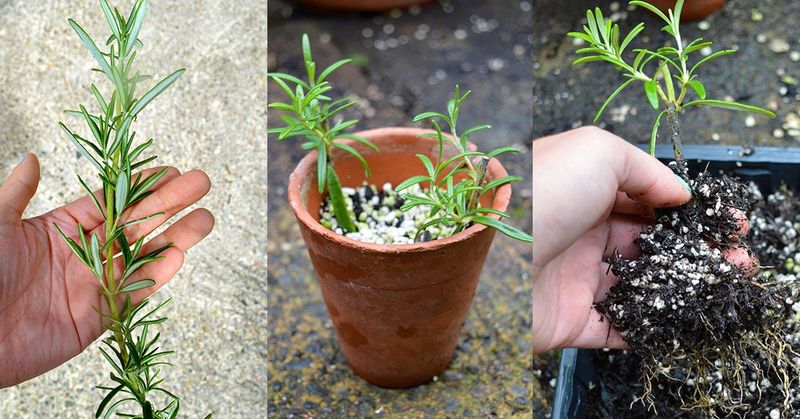 Prepare a pot and a well-drained rooting medium Prepare a pot and a well-drained rooting medium