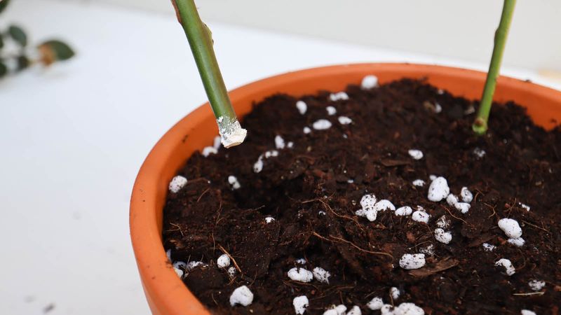 Prepare cuttings in a clean, well-drained medium