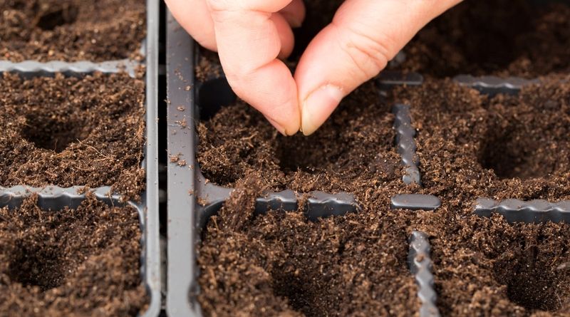 Prepare future sowings with clean supplies and local timing
