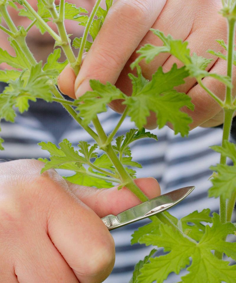 Prepare short terminal cuttings