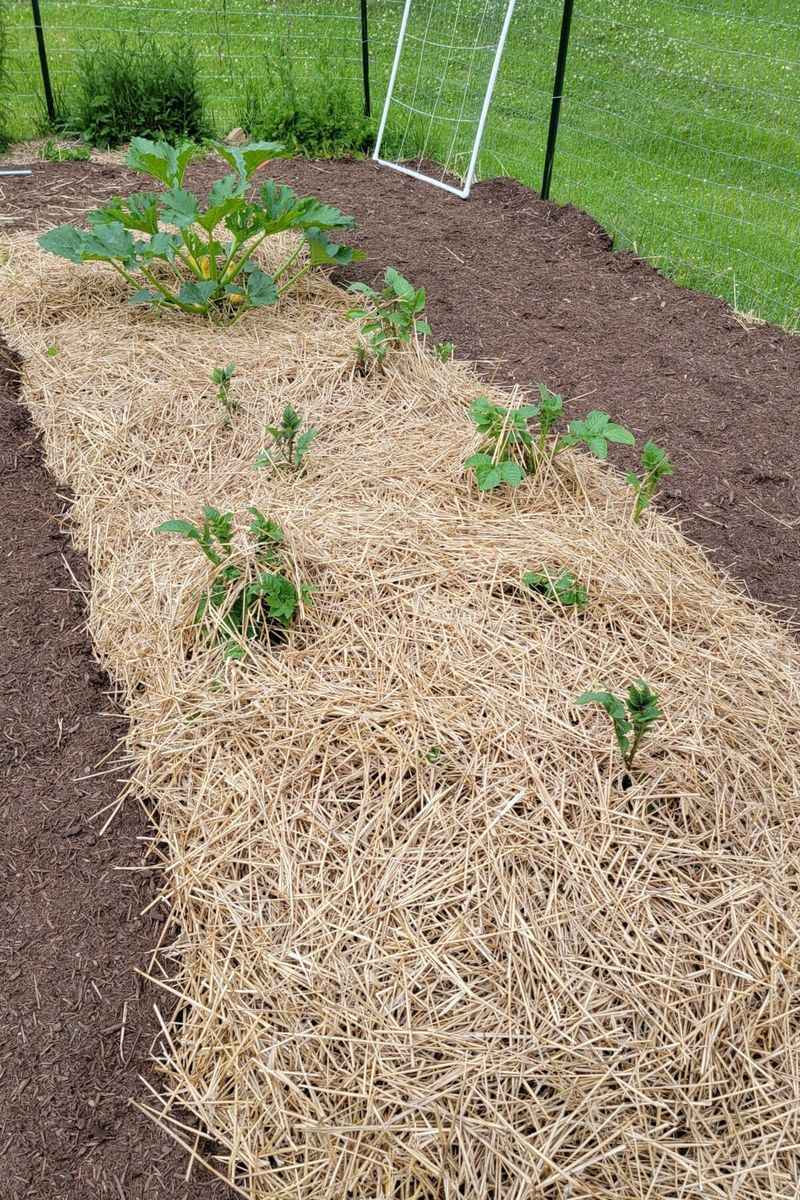 Prepare the bed and choose straw carefully