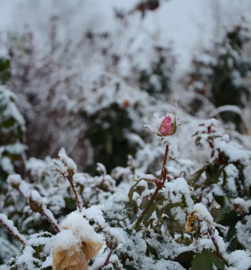 Prepare the shrub, not a promised bloom display