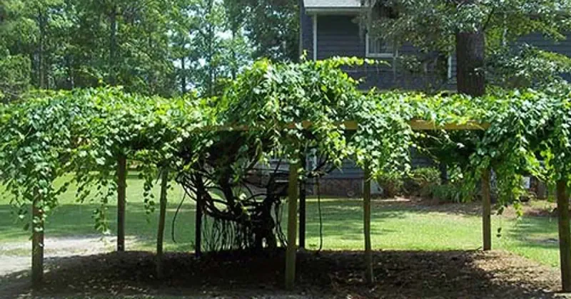 Prepare the vine, without promising the crop
