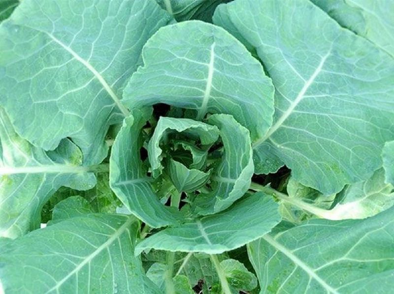 Preserve the crown, not every upper leaf