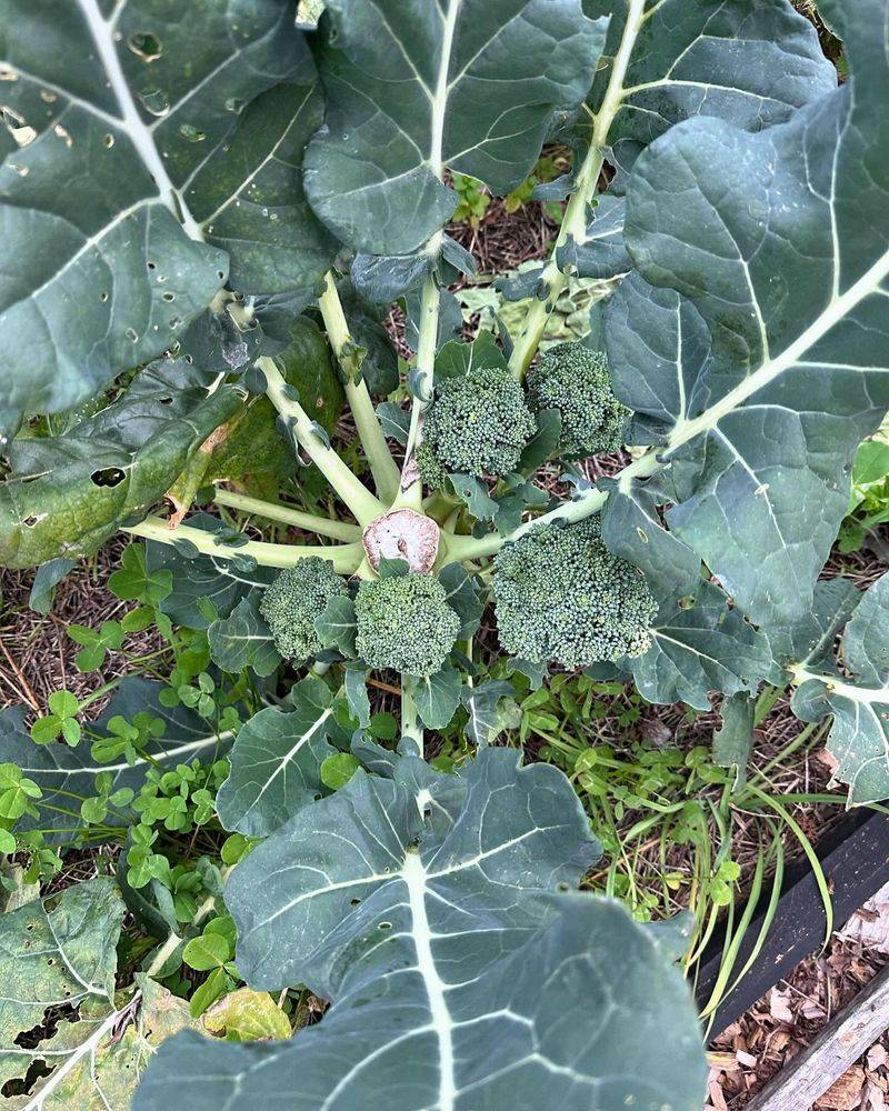 Preserve the lower stem and healthy leaves