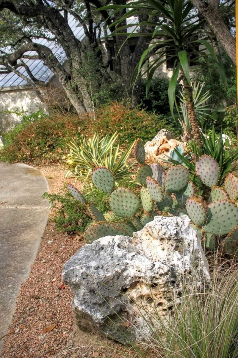 Prickly Pear Prickly Pear