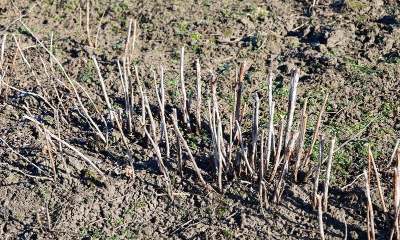 Primocane-fruiting varieties need a different plan