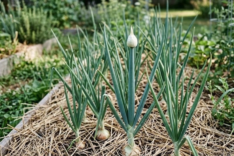 Prolonged cool exposure can trigger flowering