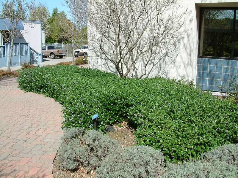 Prostrate Ceanothus