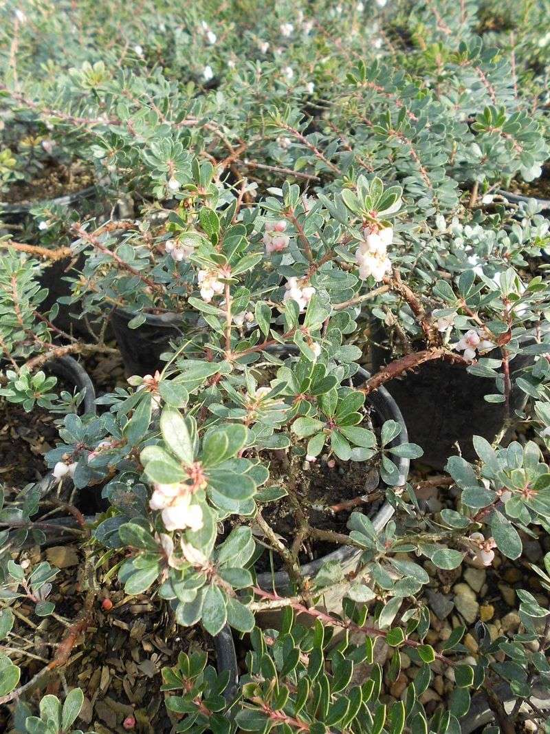 Prostrate Manzanita (Arctostaphylos 'Emerald Carpet') Prostrate Manzanita (Arctostaphylos 'Emerald Carpet')