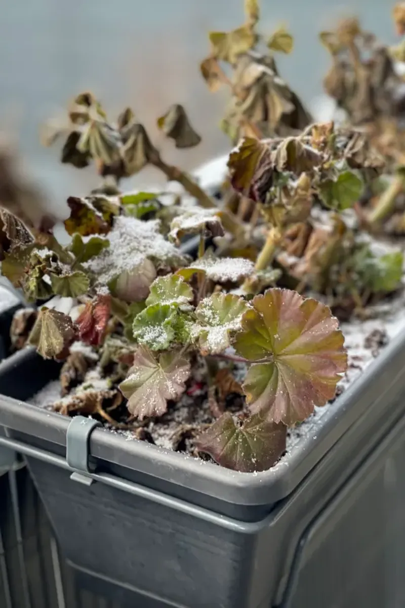 Protect In-Ground Geraniums from Surprise Freezes
