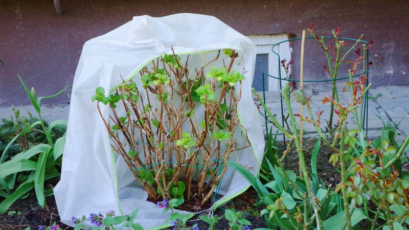 Protect Old-Wood Buds From Cold Only When Needed Protect Old-Wood Buds From Cold Only When Needed