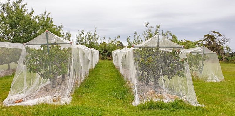 Protect Ripening Figs From Birds and Pests Protect Ripening Figs From Birds and Pests