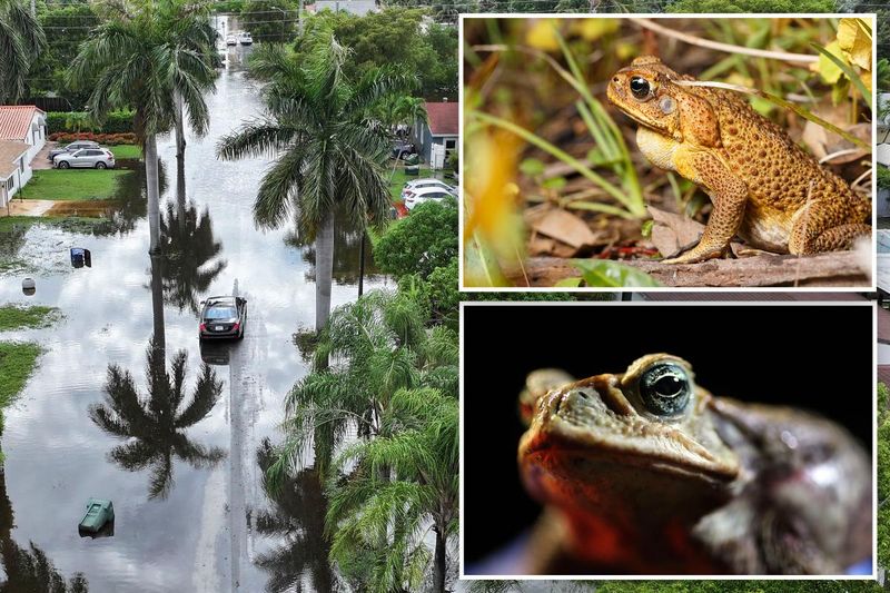 Protect amphibians and pets when managing the yard
