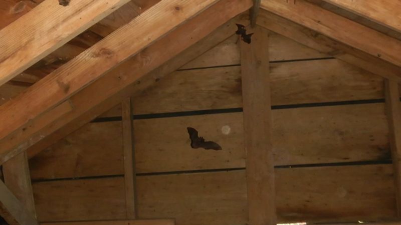 Protect bats and people when bats occupy a structure