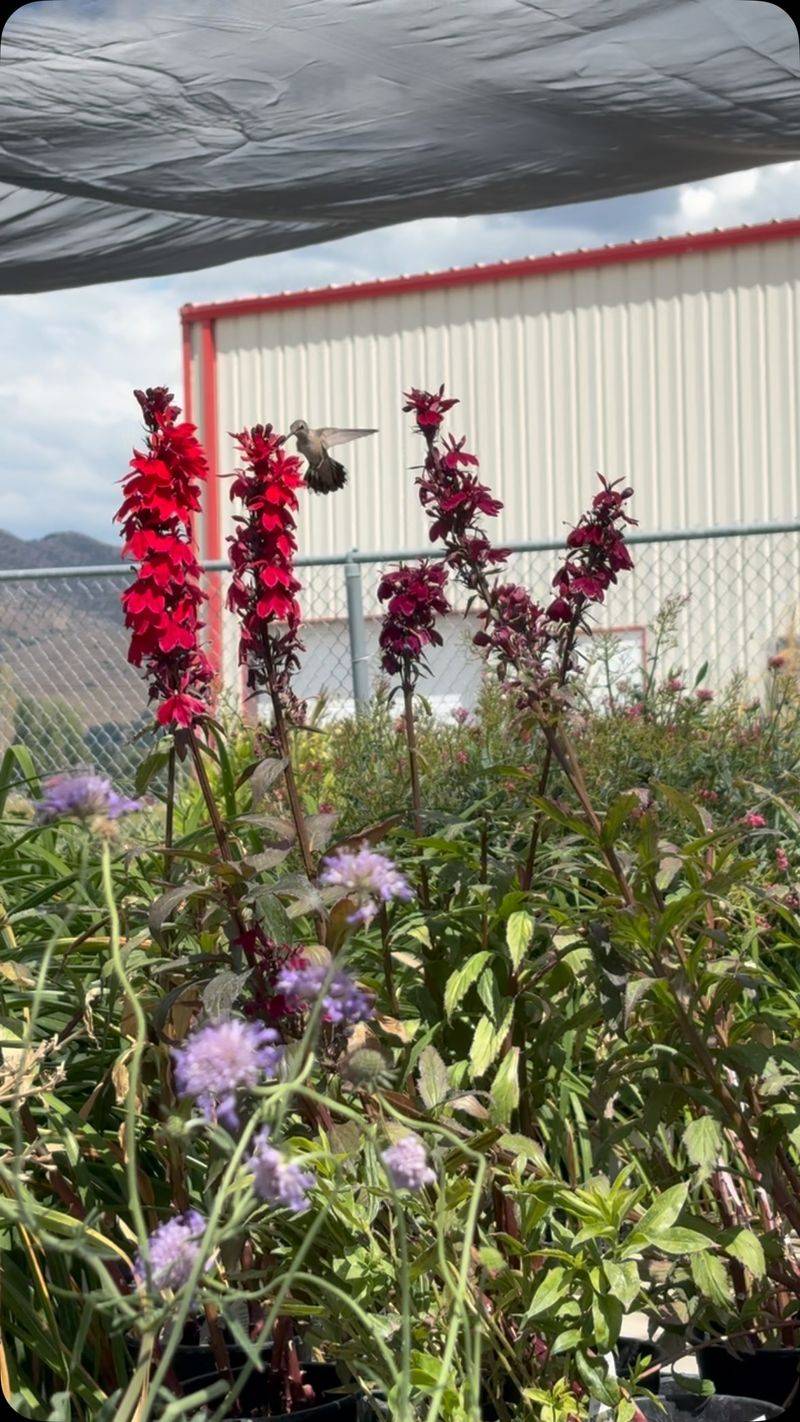 Protect both nectar and insect food