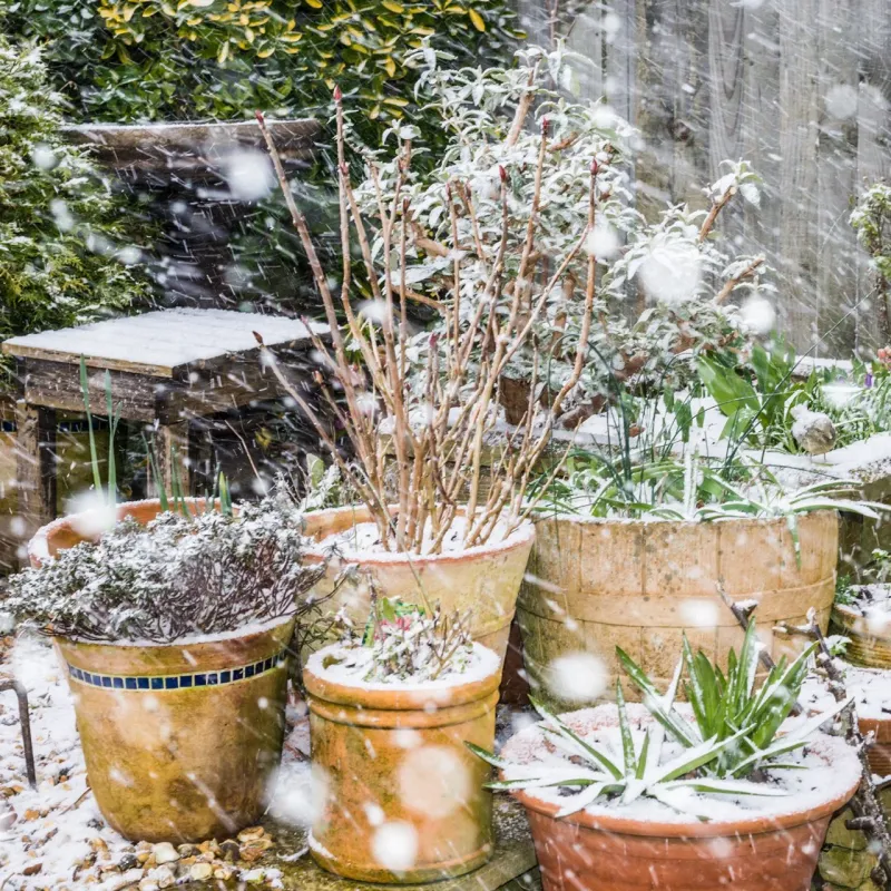 Protect container roots when a hard freeze threatens
