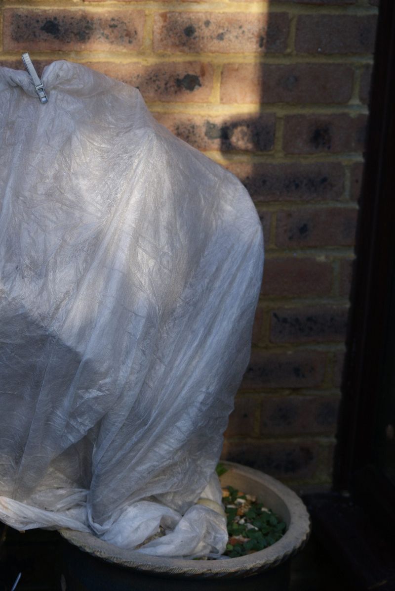 Protect container roots when local freezes threaten Protect container roots when local freezes threaten
