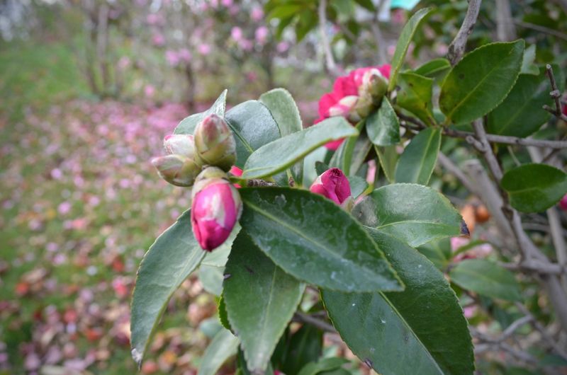 Protect existing buds as fall approaches