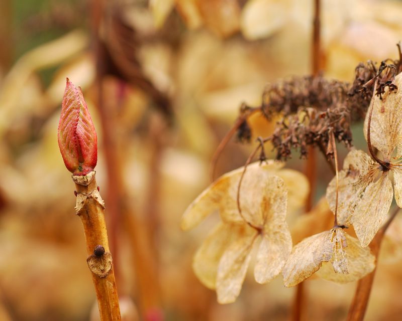 Protect old-wood stems from unnecessary fall cuts