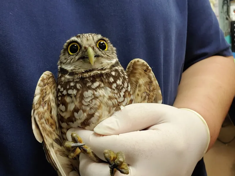 Protect owls from unsafe fixes