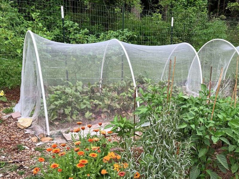 Protect pollinators while squash flowers are open Protect pollinators while squash flowers are open