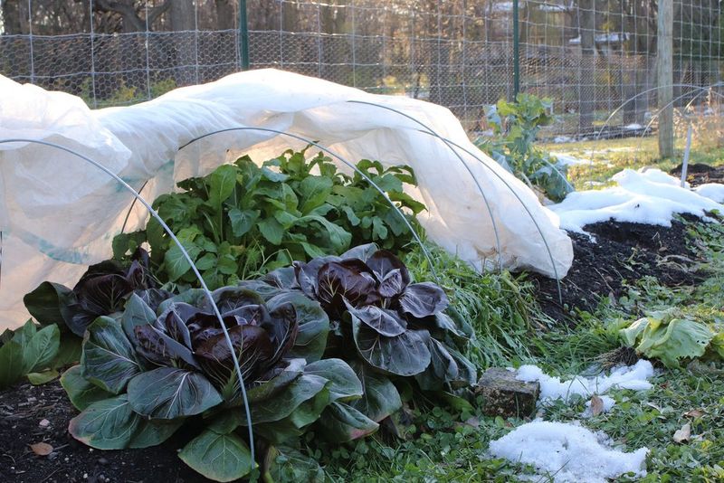 Protect spinach leaves differently from carrot roots