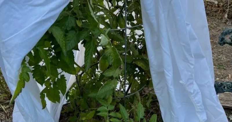 Protect the Plant Without Digging Up an Established Vine