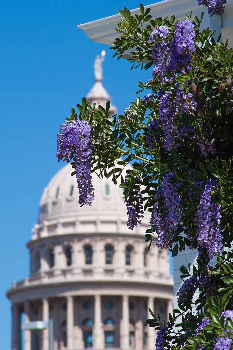 Protect the buds behind spring’s grape-scented flowers Protect the buds behind spring’s grape-scented flowers