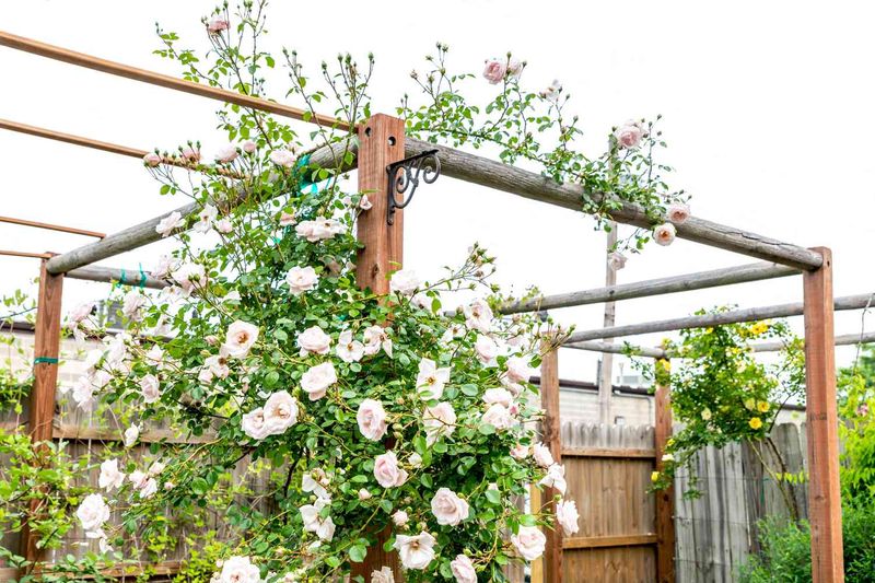 Protect the climber before you take a cutting
