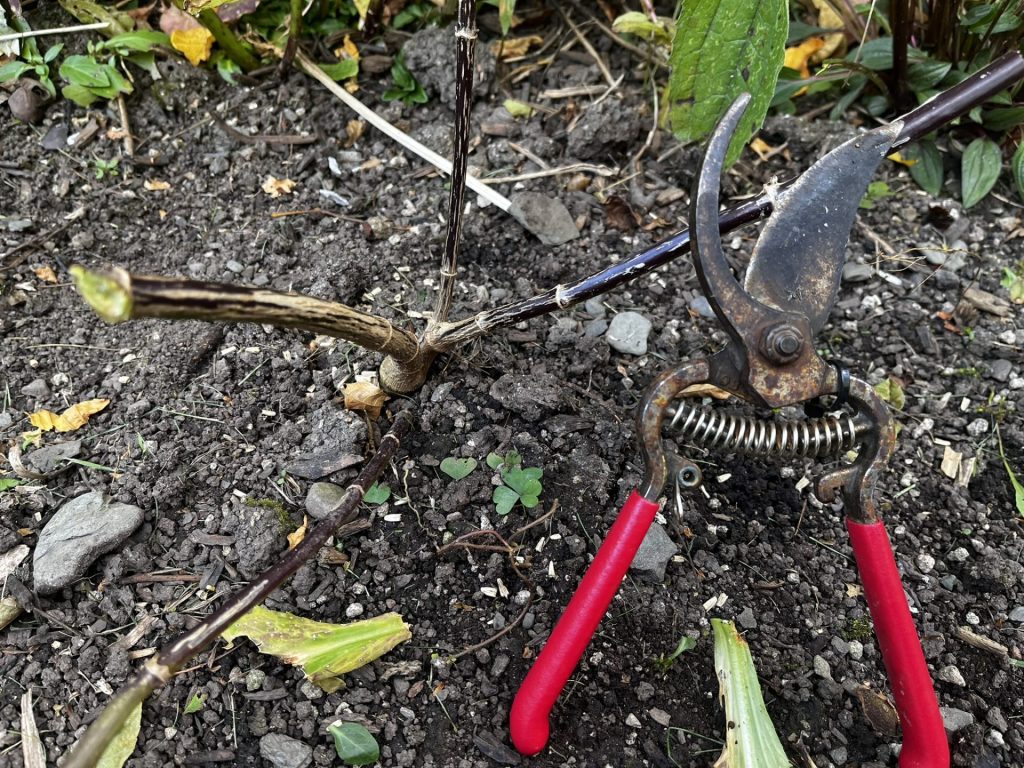 Protect the crown and tuber necks as you dig Protect the crown and tuber necks as you dig