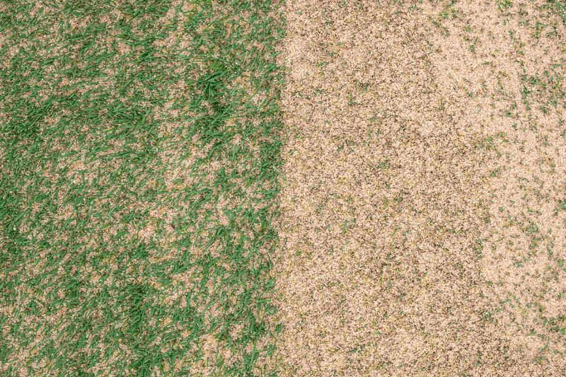 Protect the grass and reassess before repeating