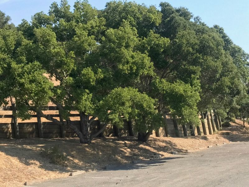 Protect the oak’s root zone as it grows