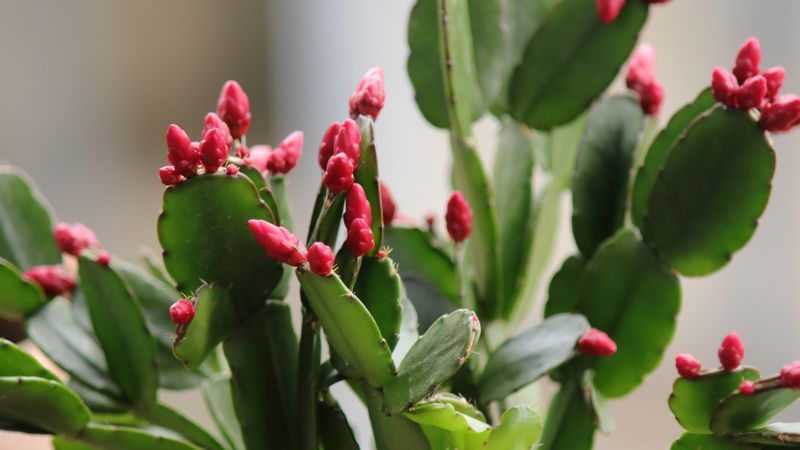 Protect the plant as buds develop