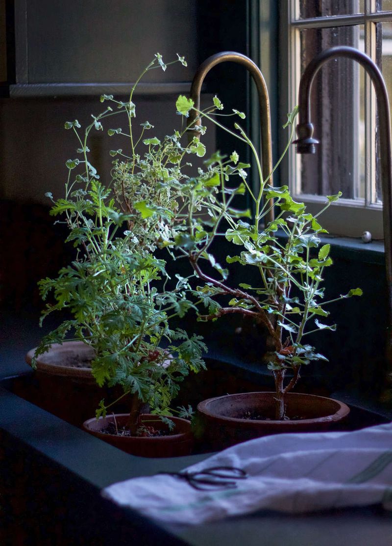 Protect the plant, then check its scent