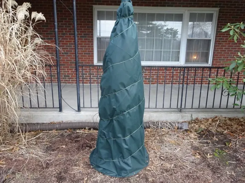 Protect the plant when severe weather threatens Protect the plant when severe weather threatens
