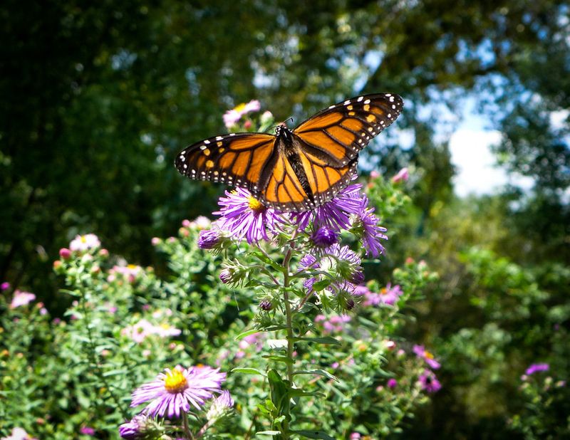 Protect the plants and butterflies from avoidable harm