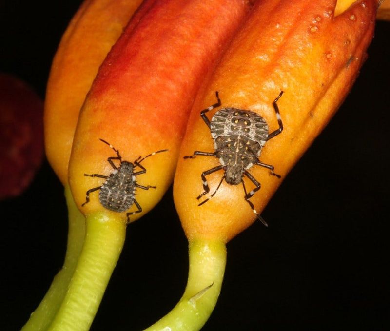 Protect the remaining peppers with a measured plan Protect the remaining peppers with a measured plan