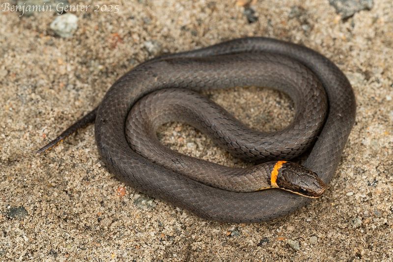 Protect the snake without counting on it to clear your beds Protect the snake without counting on it to clear your beds