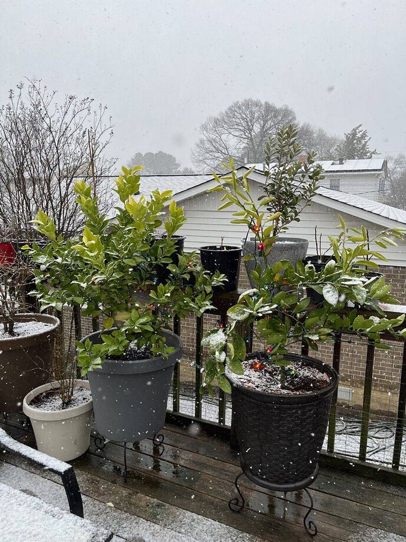 Protect the tree from cold before finishing the transition