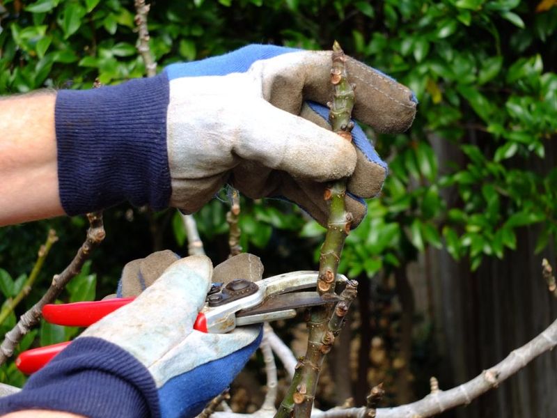 Protect your skin while pruning