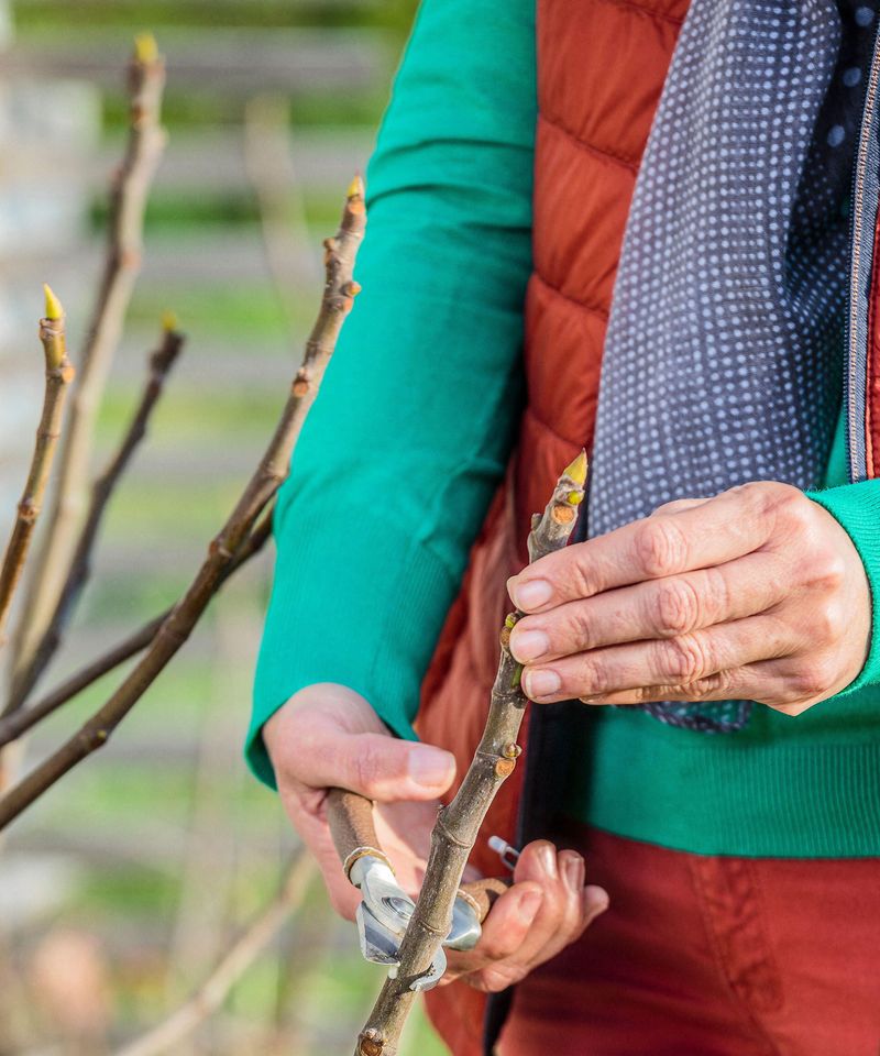Prune Lightly and at the Right Time Prune Lightly and at the Right Time