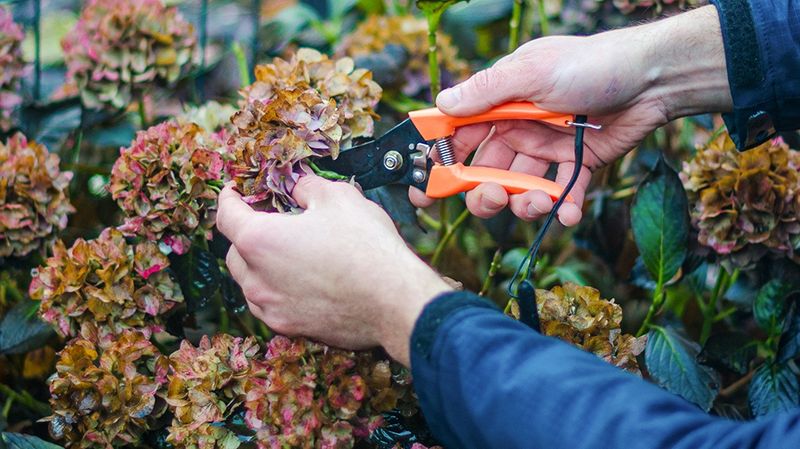 Prune after flowering or in late winter, depending on type