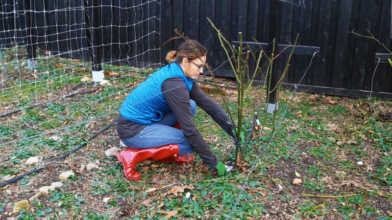 Prune after harvest, with timing adjusted for region