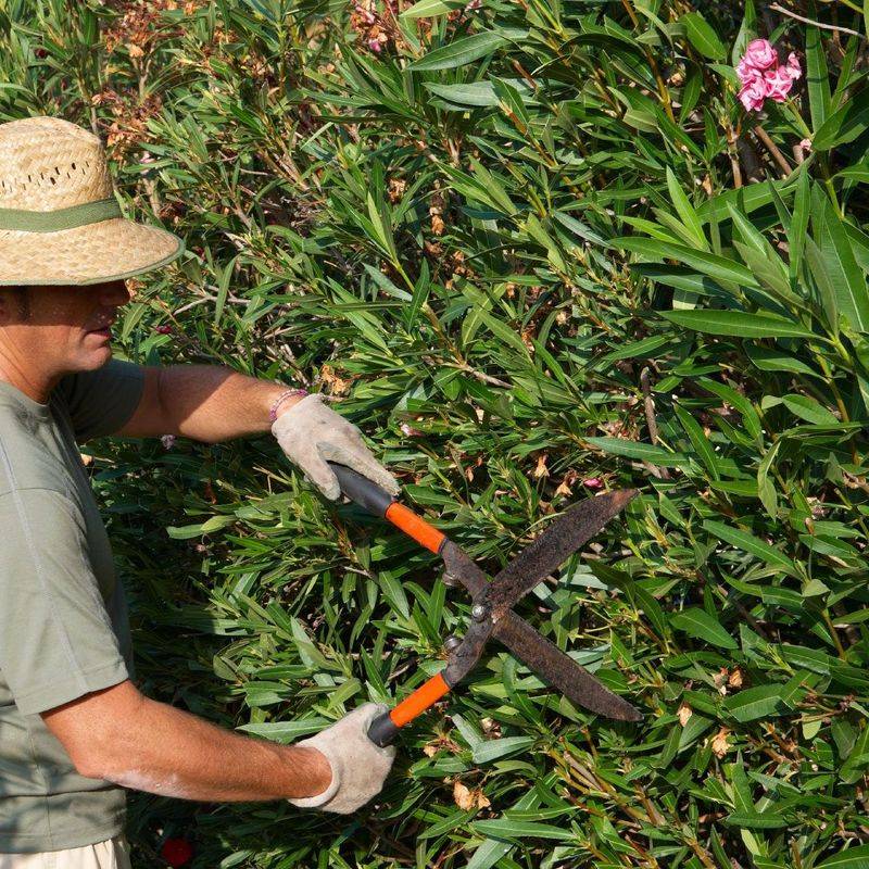 Prune and dispose of oleander with care
