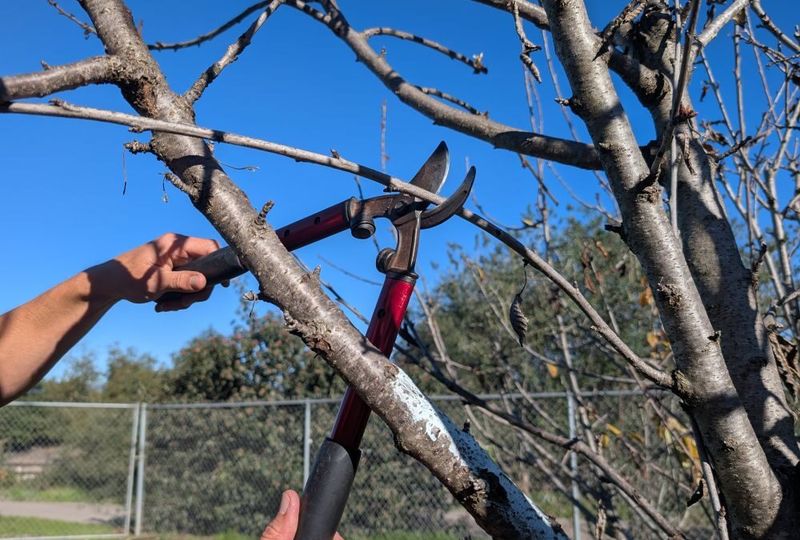 Prune at the Right Time, Not in Fall