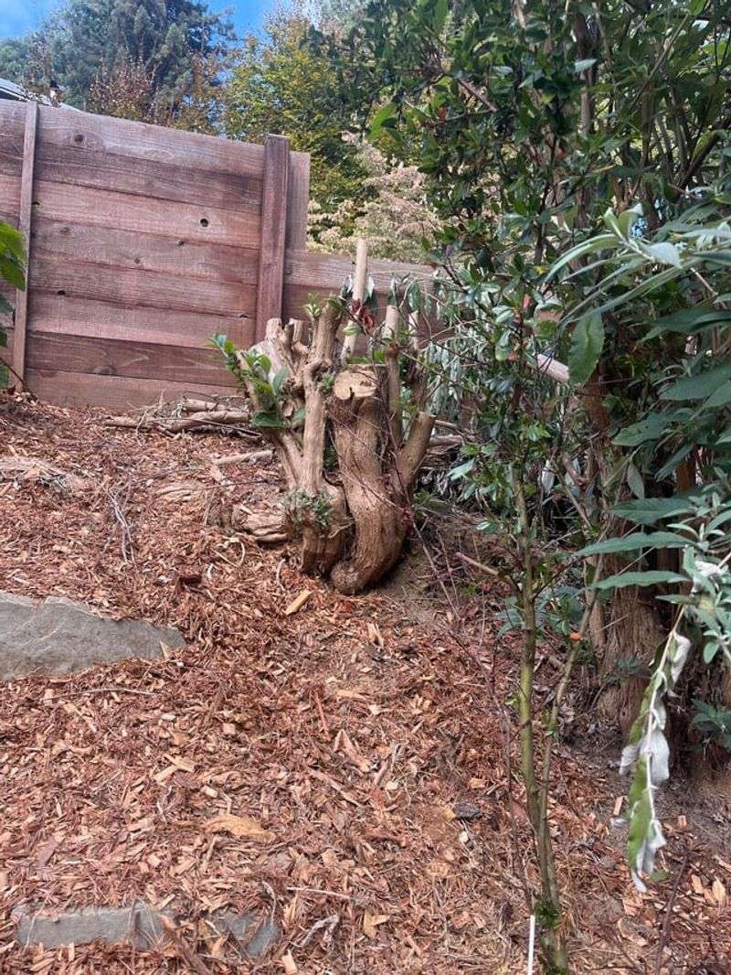 Prune carefully around old wood