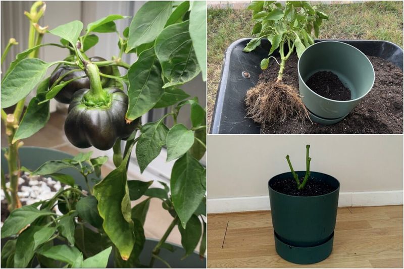 Prune, dig, and pot the plant without treating transplanting as risk-free Prune, dig, and pot the plant without treating transplanting as risk-free